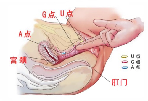 女性如何更好的获得性高潮？这几大“姿势”，你了解多少？